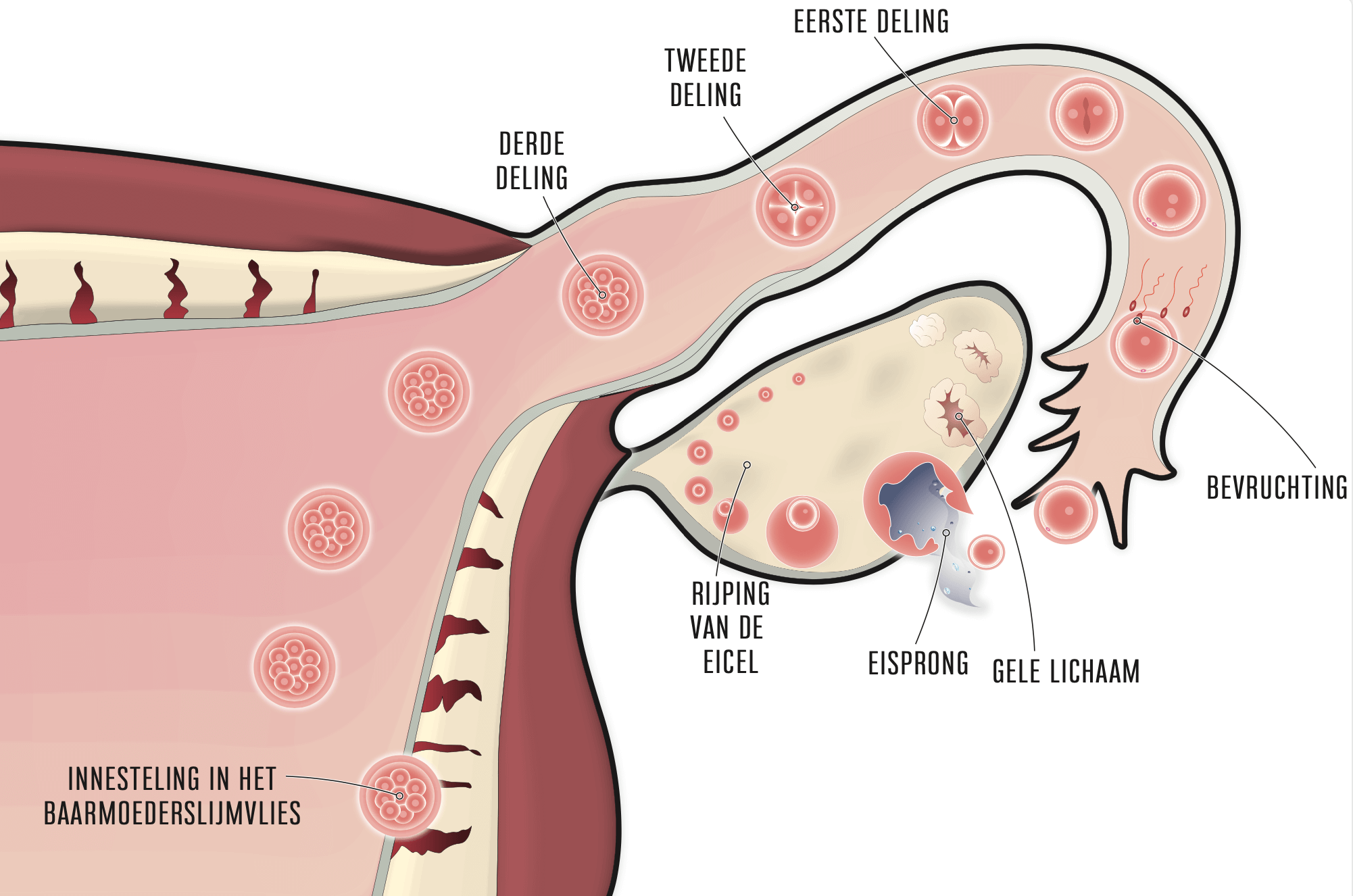 online cursus vrouwenklachten